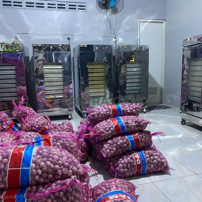 Mesin Produksi Bawang Hitam di Sentra Garlic