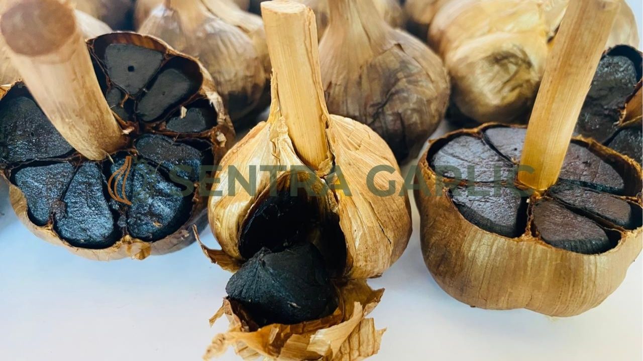 Perbandingan hasil produksi Black Garlic yang gagal dan gosong akibat rice cooker dengan Black Garlic kualitas premium dari mesin Sentra Garlic.
