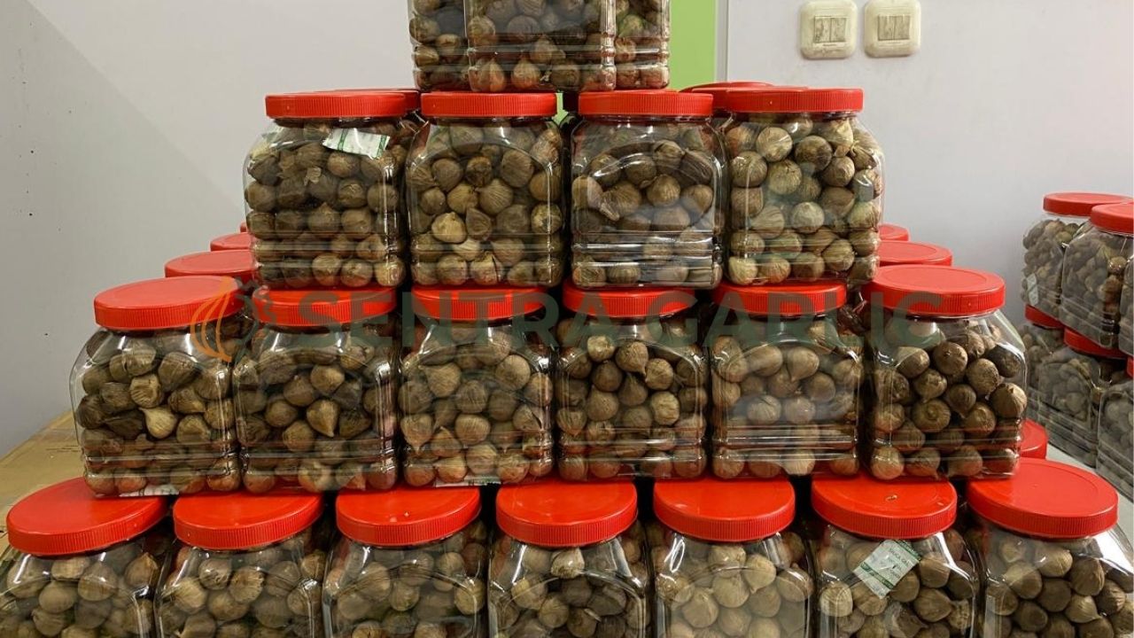 Perbedaan visual ukuran dan bentuk antara bawang putih kating biasa dengan bawang putih tunggal (lanang) yang difermentasi menjadi Black Garlic.