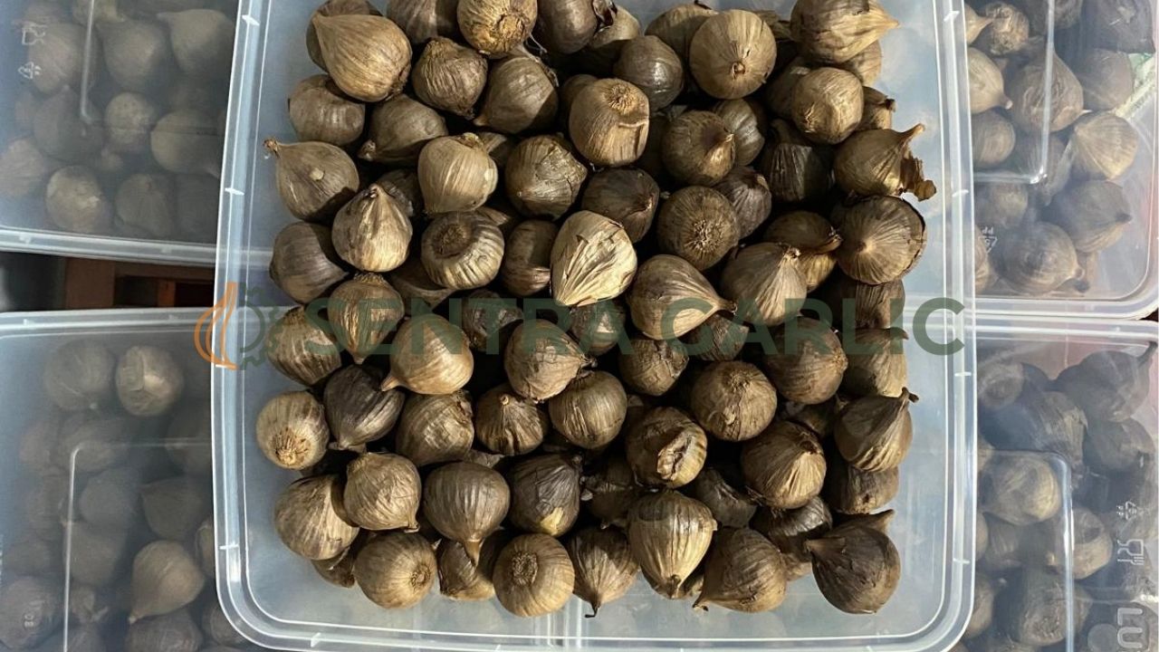 penyebab kegagalan produksi bawang hitam di tahap awal