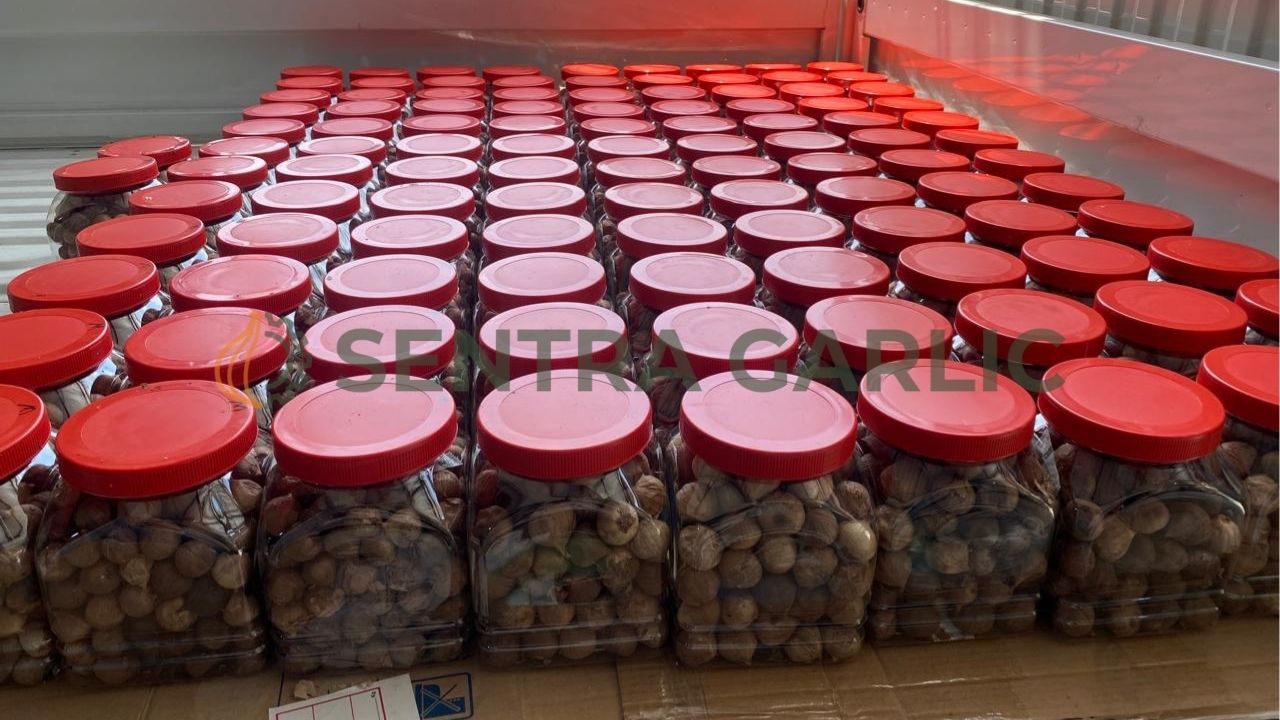 produksi bawang hitam dengan sistem produksi terstandarisasi